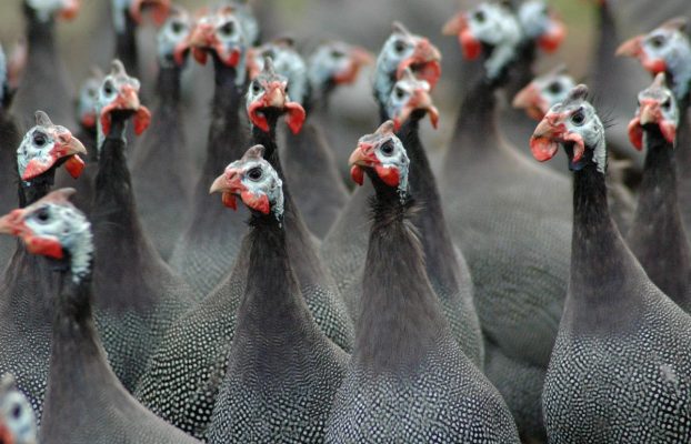 Szakmai elismerések a XXIX. Alföldi Állattenyésztési és Mezőgazda Napokon