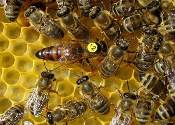 National Bee Day 