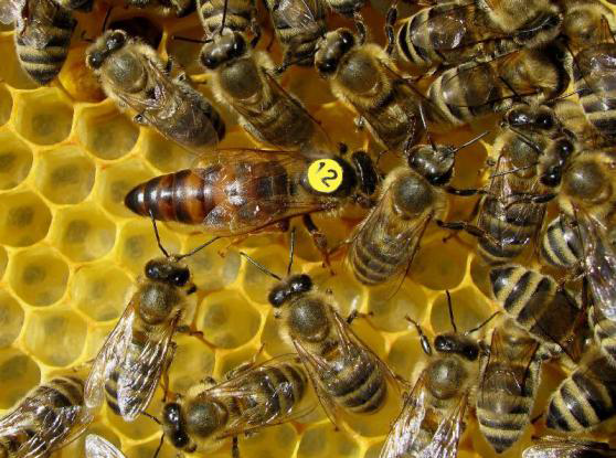 National Bee Day 