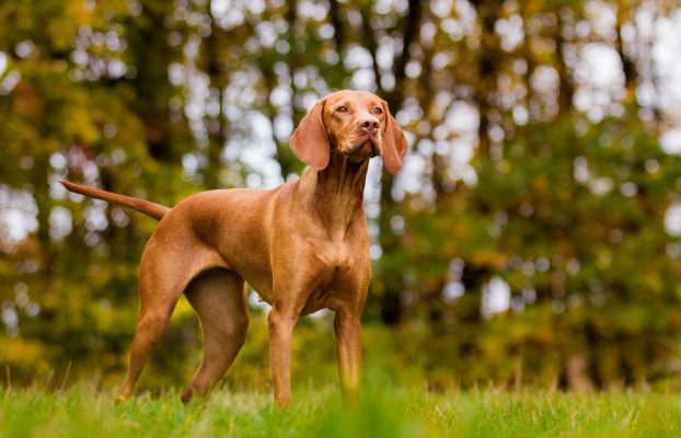 Elkészült a rövidszőrű magyar vizsla genetikai fajtaprofilja