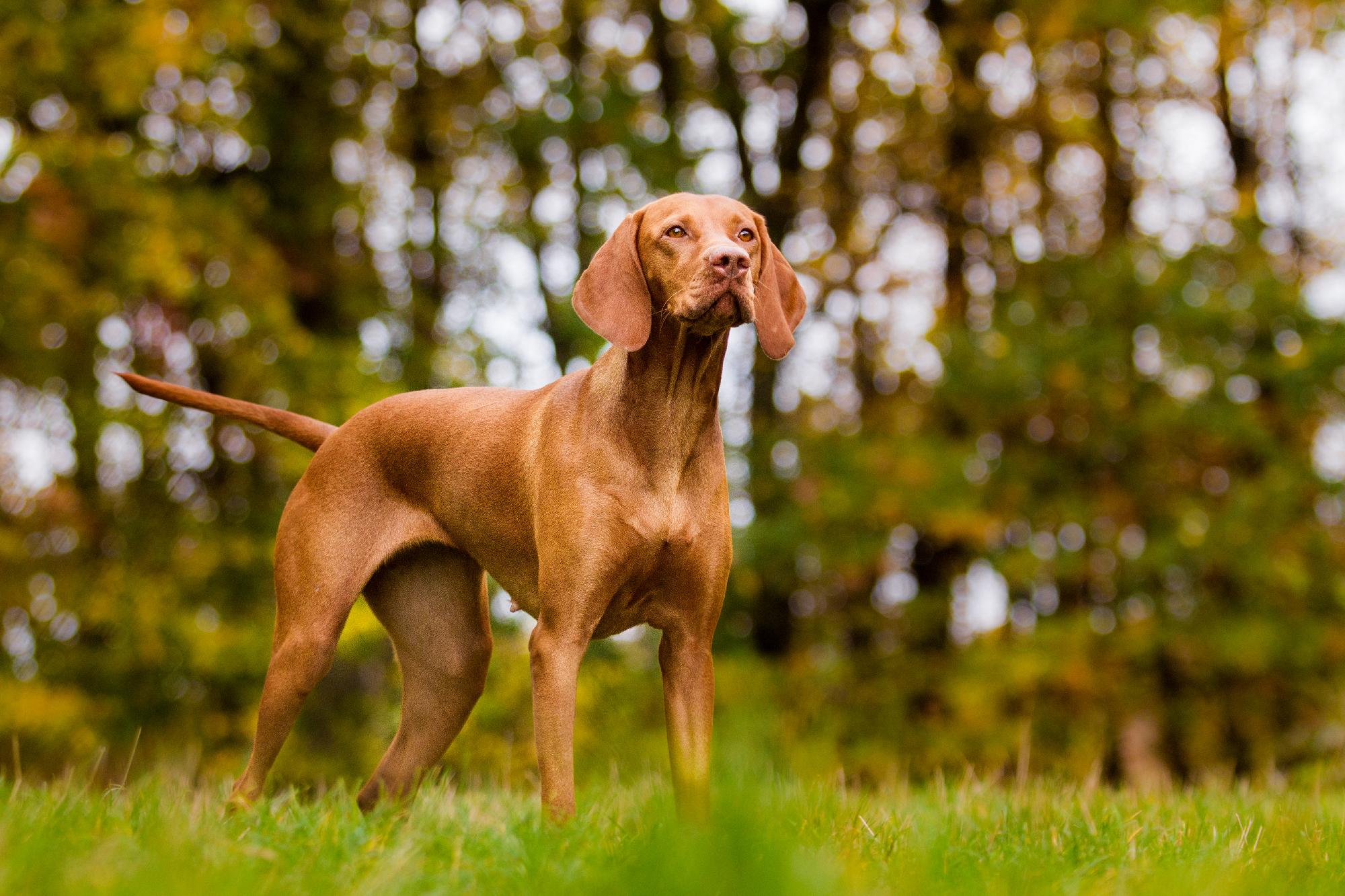 Elkészült a rövidszőrű magyar vizsla genetikai fajtaprofilja